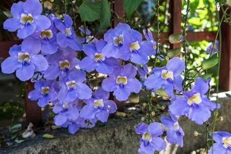 Thunbergia grandiflora (Blue Trumpet Vine)