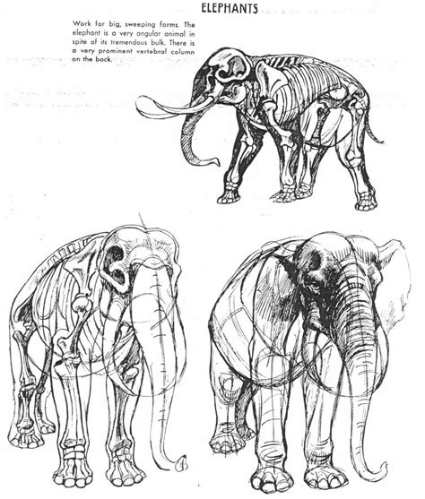 The Art of Animal Drawing by Ken Hultgren Cats Art Drawing, Elephant Drawing, Elephant Art ...