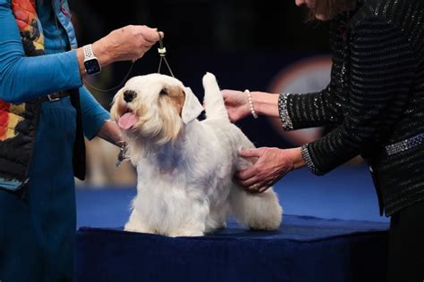 The Winner Of The 2023 National Dog Show Is Stache, A Sealyham Terrier