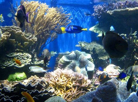 Waikiki Aquarium - Honolulu - Waikiki Aquarium Yorumları - Tripadvisor