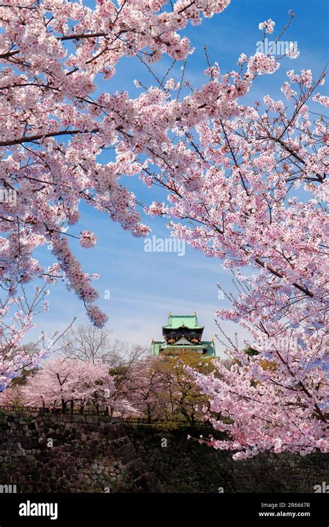 Osaka Castle and cherry blossoms Stock Photo - Alamy