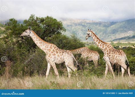 Giraffes in South Africa stock photo. Image of colour - 18141882