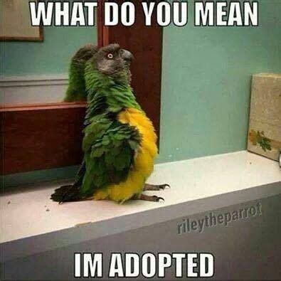 Funny Parrot in 2020 | Funny parrots, Pet birds, Funny birds