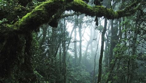 What Types of Trees Grow in the Jungle? | Sciencing