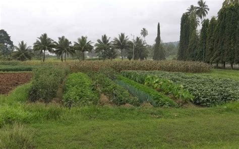 Project Update: Climate Smart Agriculture in Papua New Guinea | Sustineo