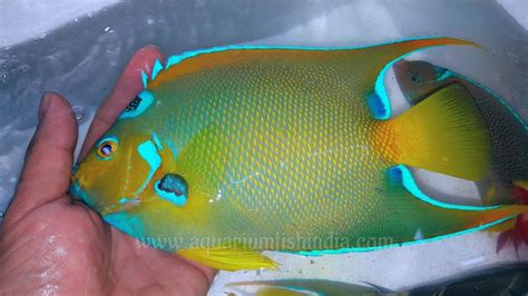 Queen Angelfish - Imported Aquarium Fish Online Delivery India