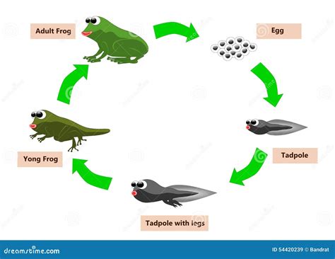 Frog Life Cycle Royalty-Free Stock Photography | CartoonDealer.com ...