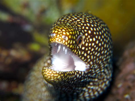 Belut Mulut Putih, Belut Laut Langka dari Samudera - Mongabay.co.id