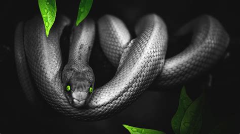 Green and Black Snake Wallpapers - Top Free Green and Black Snake Backgrounds - WallpaperAccess