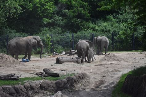 African Bush Elephant Herd - ZooChat