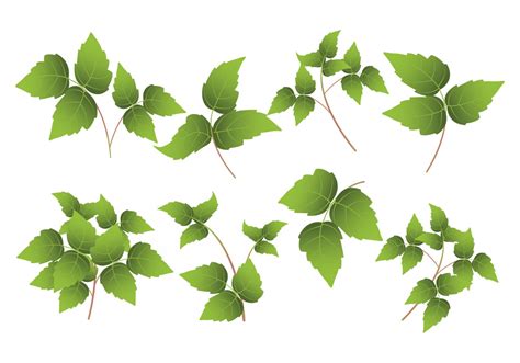 Ivy Leaf Vector at Vectorified.com | Collection of Ivy Leaf Vector free ...