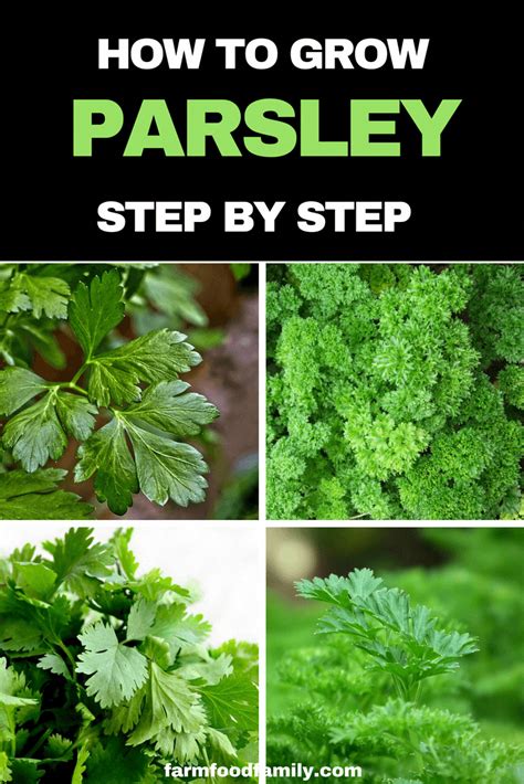 Parsley Plant Care: How to grow Parsley at home - FarmFoodFamily ...