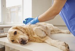 Veterinarian Clinic - Emergency Vet And Pet Clinic Near Me