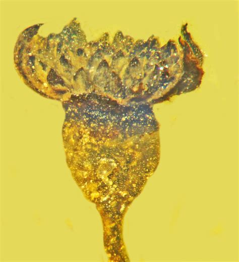 Oregon University Researchers Discover Ancient Flower Species in 100-Million-Year-Old Amber