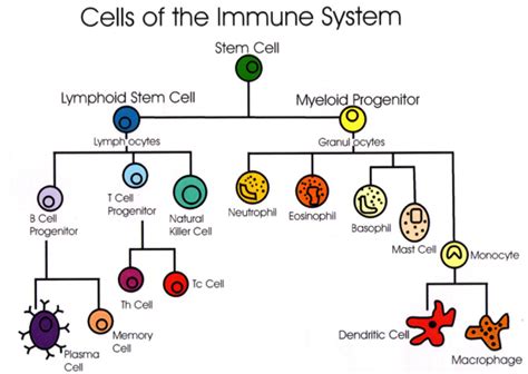 Cells of the immune system | Medical laboratory science, Biomedical science, Immune system