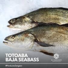 Totoaba fish: Characteristics, habitat, threats and more....