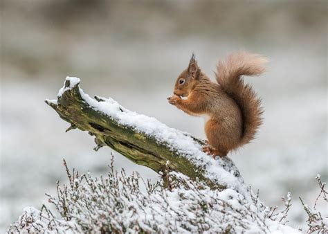 Download Eating Snow Winter Rodent Animal Squirrel HD Wallpaper