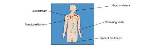 Inguinal Lymph Nodes Diagram