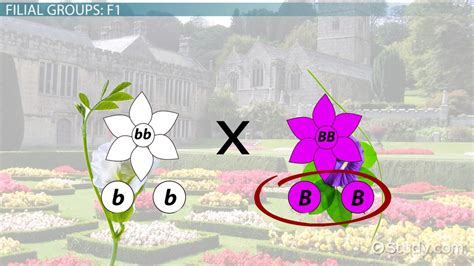 F2 Generation | Definition, Ratio & Punnett Squares - Lesson | Study.com