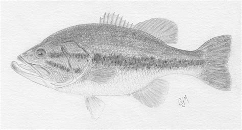 My bass drawing | Largemouth bass, Dad day, Drawings