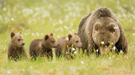 Bears, brown, meadow, bear cubs, family wallpaper | animals | Wallpaper Better