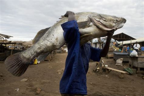 Youth in Farming: Make Millions farming Nile perch: A source for fish ...