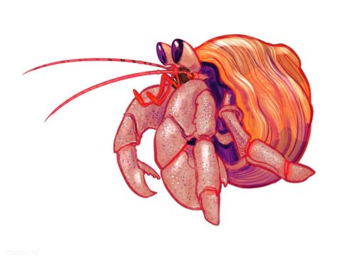 Little cute hermit crab illustration | free image by rawpixel.com ...