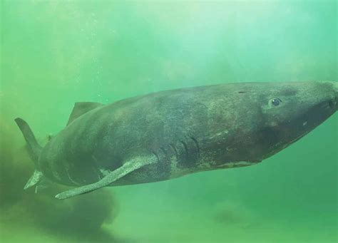 Greenland Sharks Are Now Under Increased International Protection ...