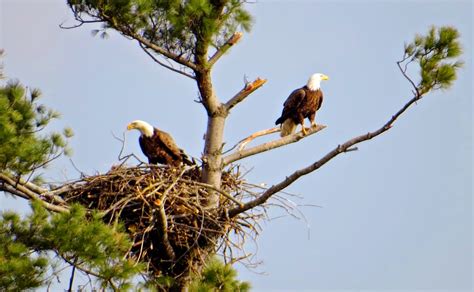 Body Soul and Spirit: Bald Eagle Nest