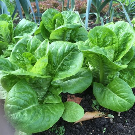 Lettuce Seeds Little Gem - veg seeds