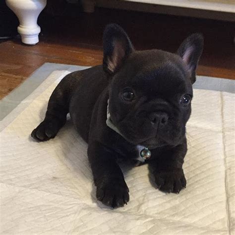 Black French Bulldog puppies for sale | Black Frenchie puppy price