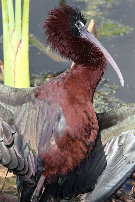 Glossy Ibis | Audubon Field Guide