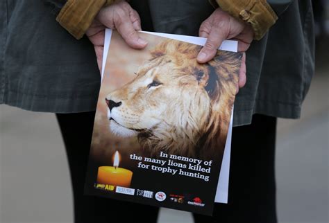 Cecil the Lion Cub Killed by Trophy Hunter in Zimbabwe - Newsweek