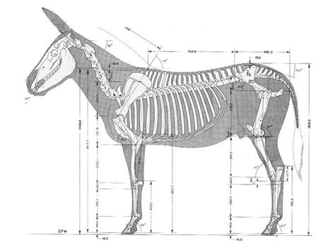 donkey skeleton | Animal skeletons, Dog anatomy, Mules animal