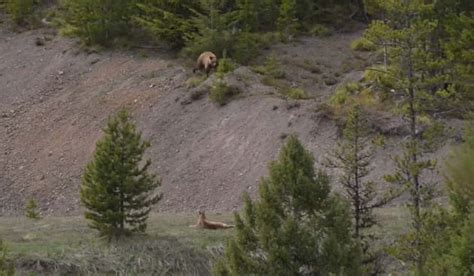 Video: Rare Encounter Between Mountain Lion and Bear | OutdoorHub