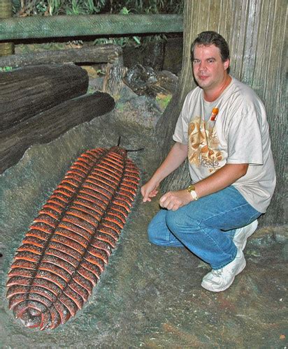 Arthroplerua fossil myriapod (model) (Pennsylvanian) | Flickr