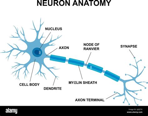 Soma dendrite axon synapse neuron Cut Out Stock Images & Pictures - Alamy