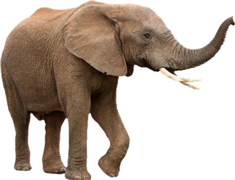 Download Elephant Trunk Png Graphic Free Download - Elephant Isolated PNG Image with No ...