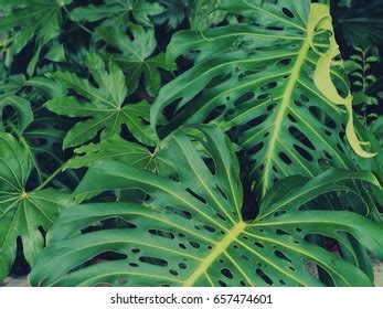 Monstera Deliciosa Leaves Stock Photo 657474601 | Shutterstock