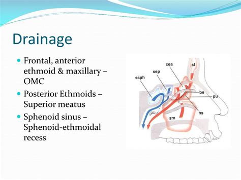 Sphenoid Sinus Drainage Pathway