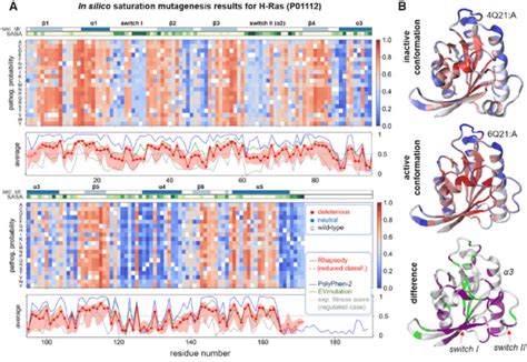 In silico saturation mutagenesis results for human H-Ras. (A) The... | Download Scientific Diagram