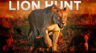 Lion Games ~ Lion Games Online ~ Free Lion Games