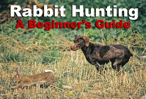 Rabbit Hunting - The Basics for a Great Hunt