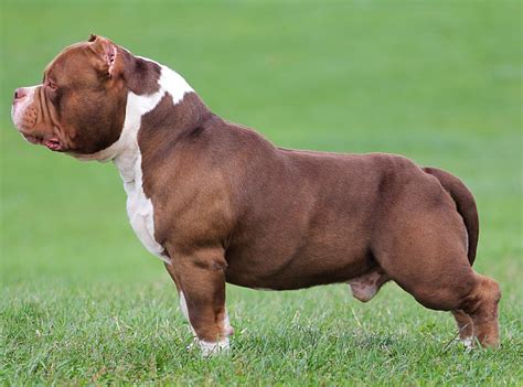 Becoming An American Bully Breeder | Read This First