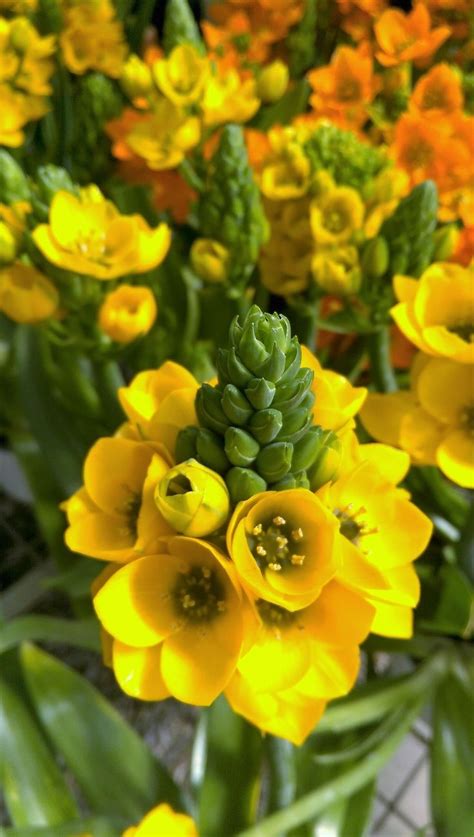 Ornithogalum 'Sun Star' | Unusual plants, Garden accessories, Nursery