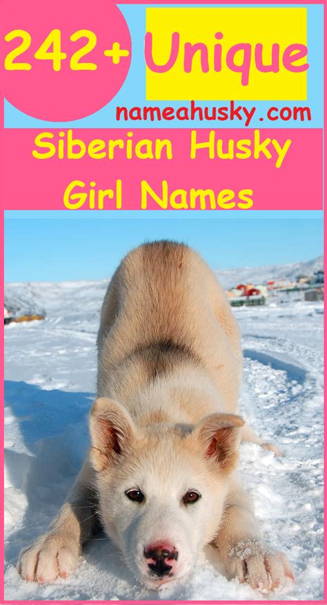 Siberian Husky Names Female | Husky names, Husky names female, Siberian ...