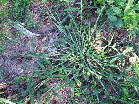 crab-grassDSCF6308-5 | National Railroad Contractors Association