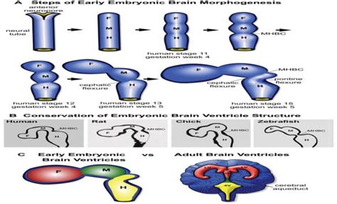 Development of the brain ventricles [9]. | Download Scientific Diagram