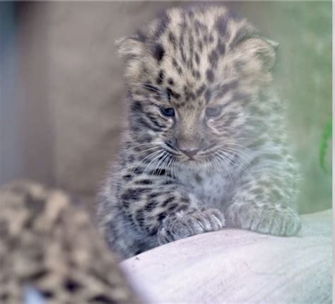 Extremely Rare Amur Leopard Cubs Make Their Debut at the San Diego Zoo! - The Animal Rescue Site ...