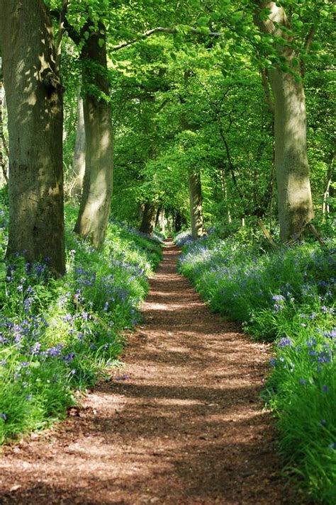 Wallingford, England | Paysage foret, Beau paysage, Photos paysage